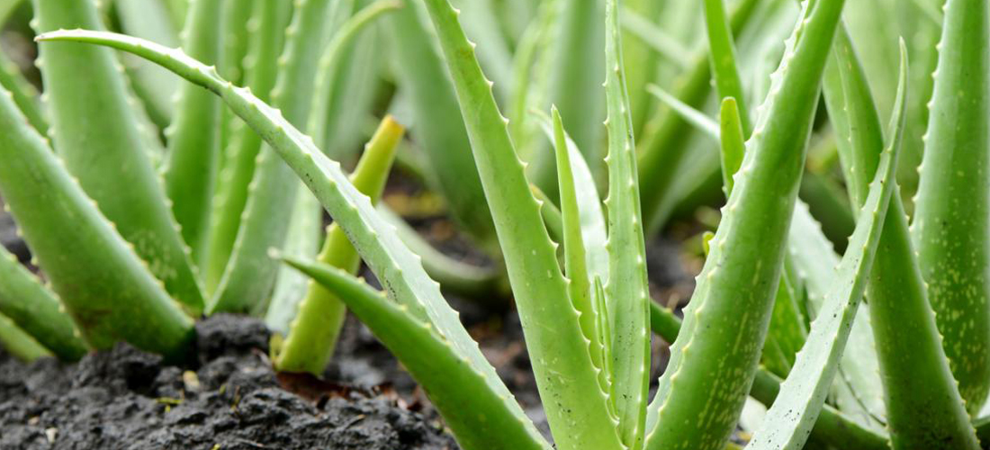 Aloe Vera